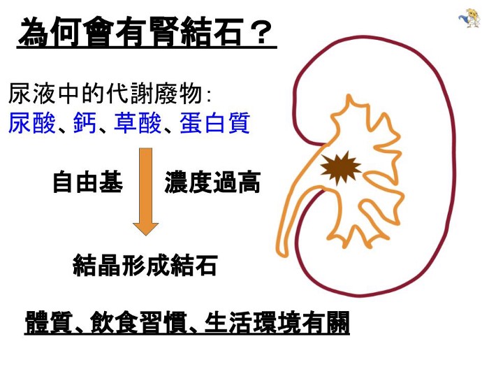 為何會有腎結石?